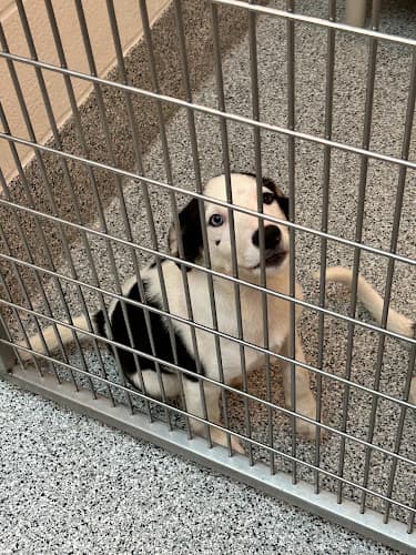 Background for HCPH VETERINARY PUBLIC HEALTH