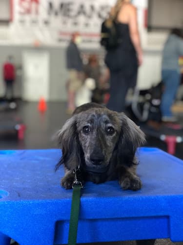 Companion Animal Care Clinic