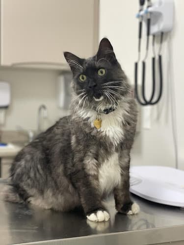 Background for Small Friends Veterinary Clinic dr. Olga Korobkova