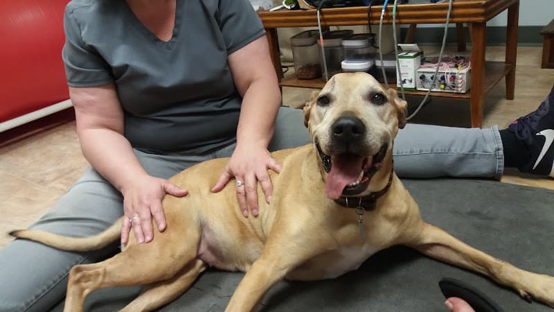 Another Way Veterinary Rehabilitation & Chiropractic Care