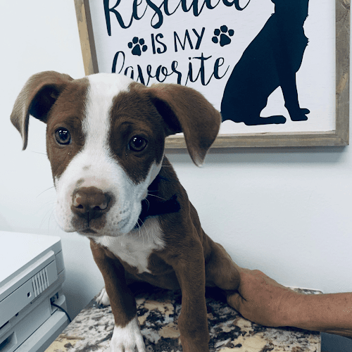 Noble Creatures Veterinary Services