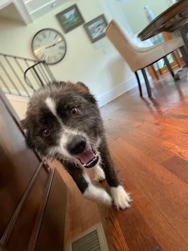 Background for New Hope Veterinary Hospital