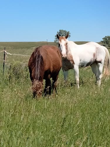 Montana Equine