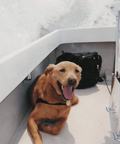 Center Star Veterinary Services