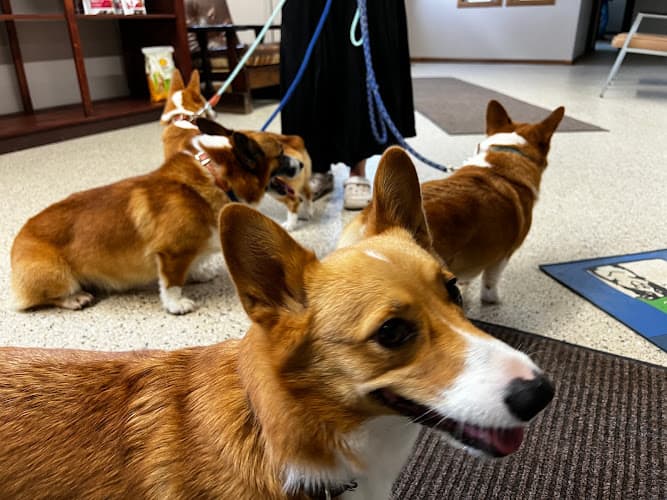 Anita Veterinary Clinic