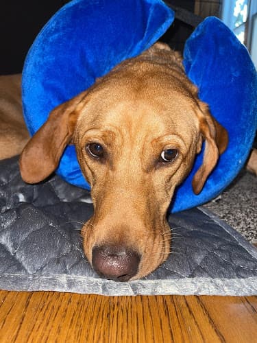 Background for Quail Corners Animal Hospital