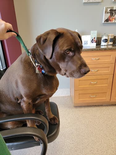 Background for Stepping Stone Animal Hospital