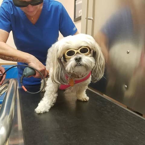 Background for Essington Road Animal Hospital