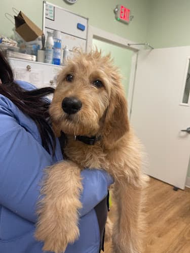 Background for Green Valley Veterinary Care