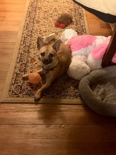 Background for Five Oaks Mobile Pet Clinic