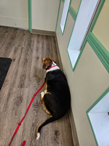 Background for Firestone Park Veterinary Clinic