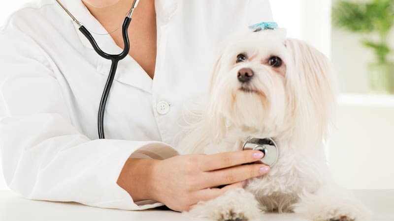 Background for Spokane Valley Animal Hospital & Health Center