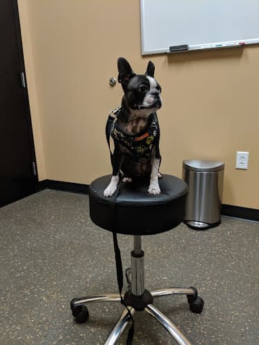 Background for Virginia Veterinary Specialists