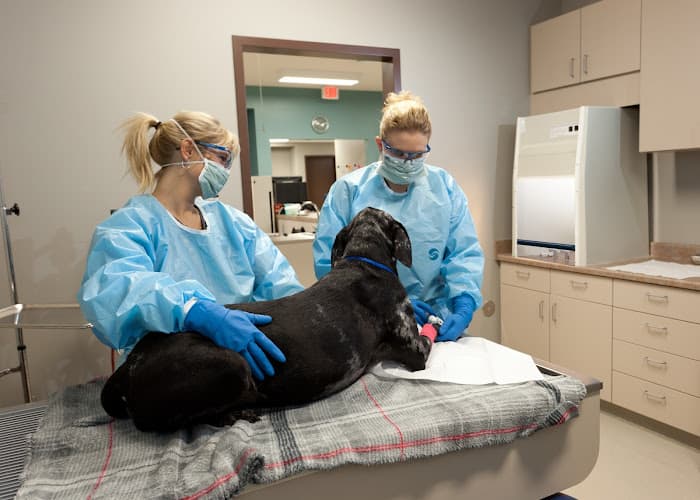 Background for Frey Pet Hospital