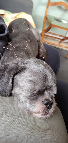 Background for Healing Touch Veterinary Wellness Center