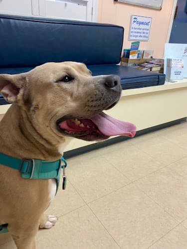 Background for Village Square Woodside Veterinary Hospital