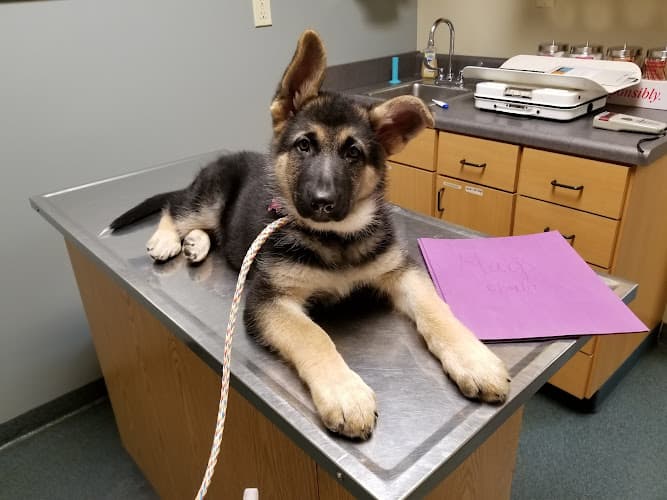 Background for Old Hatchie Veterinary Clinic