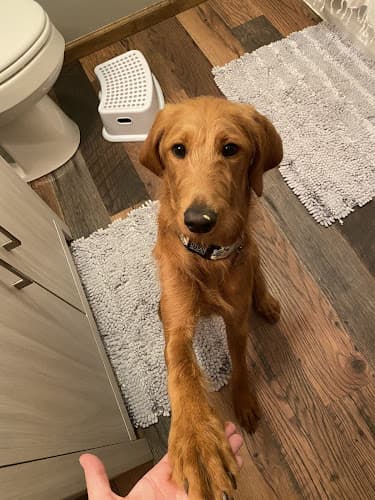 Background for VIP Petcare Vaccination Clinic