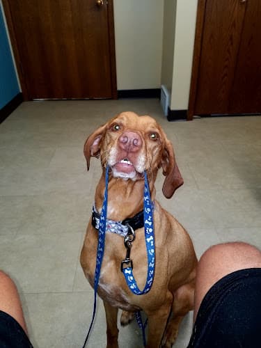 Background for Kimberly Pines Veterinary Hospital