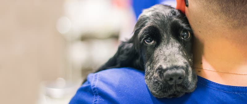 Capital Area Veterinary Specialists