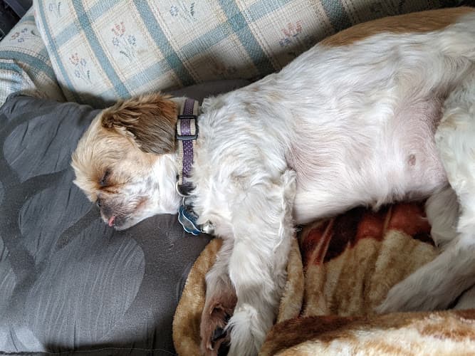 Background for Morenci Veterinary Clinic