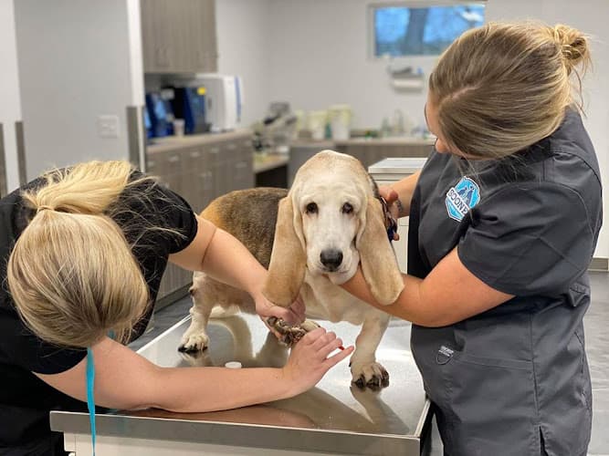 Sooner Veterinary Hospital