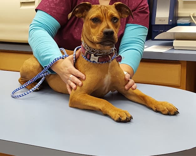 Background for Paw Print Animal Hospital