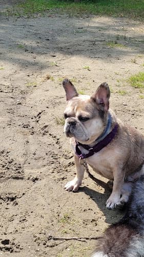 Background for Hoosick Veterinary Clinic