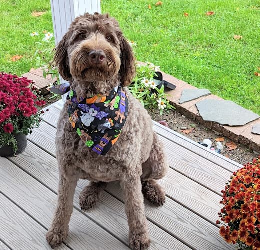 Background for McKean County Animal Hospital