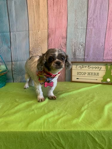 Background for Pet Clinic The