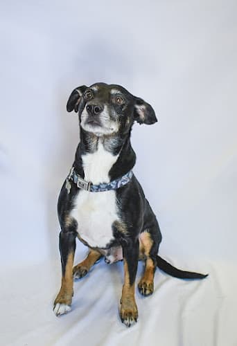 Background for Hickory Small Animal Hospital Independence