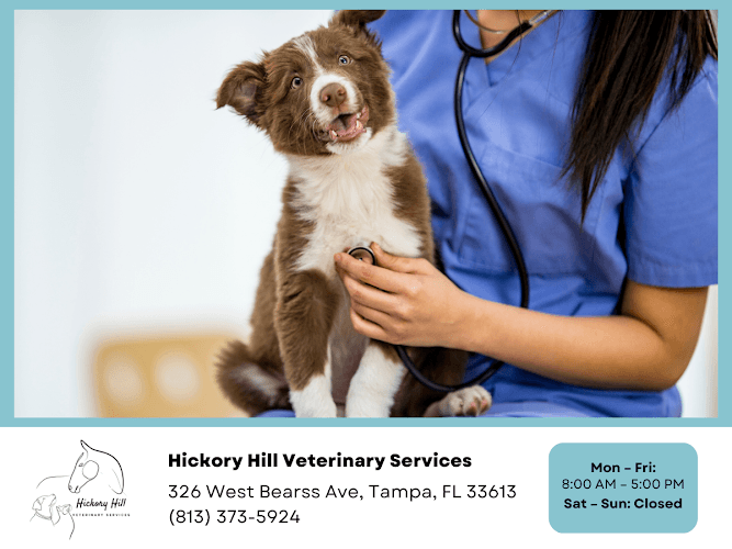 Background for Hickory Hill Veterinary Services