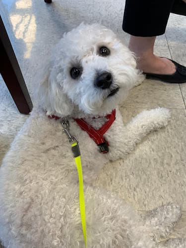 Background for VCA A Breed Apart Animal Hospital