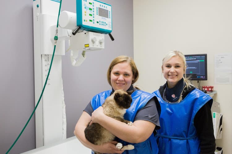 Background for Uptown Animal Hospital & Urgent Care