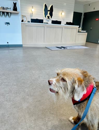 Boston Veterinary Clinic