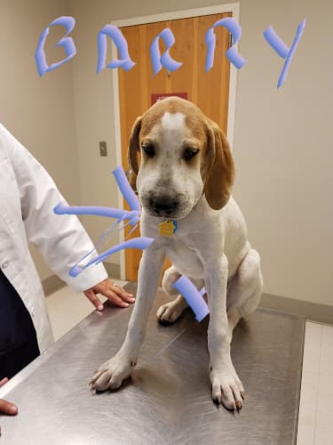 Grants Mill Animal Hospital