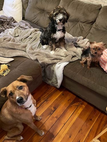 Background for Vet Trek House Call Practice