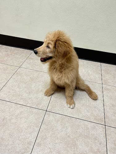 Background for Staten Island Animal Hospital