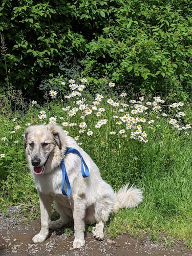 Holistic Pet Vet Clinic