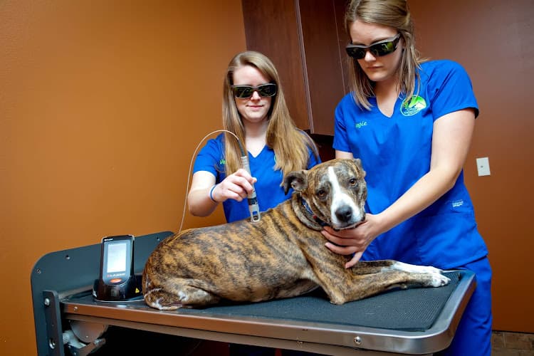 Background for Gibson Veterinary Clinic