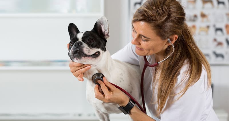 Background for PetWow