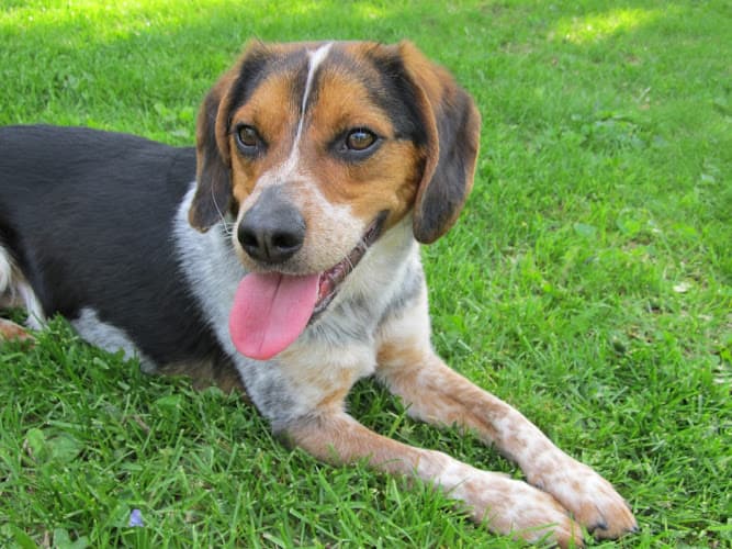 Knight Veterinary Clinic LLC