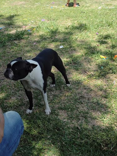 Background for Independence Equine and Small Animal Clinic