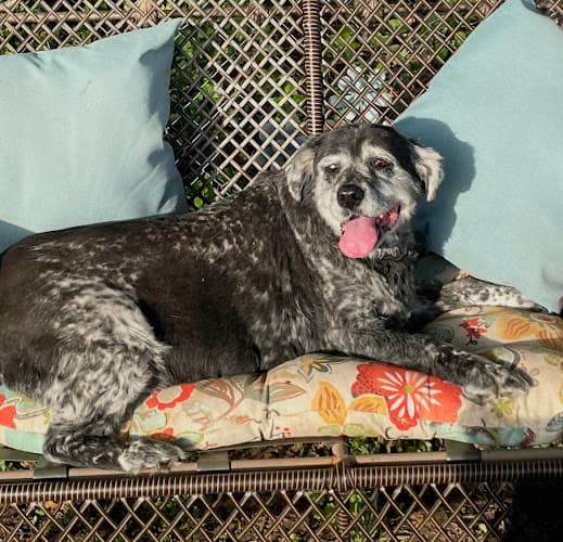 Background for Rogers Animal Hospital