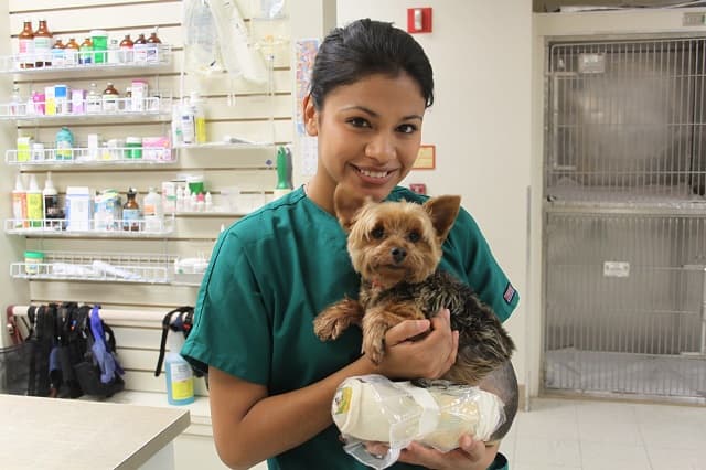 Background for Old Dominion Animal Health Center