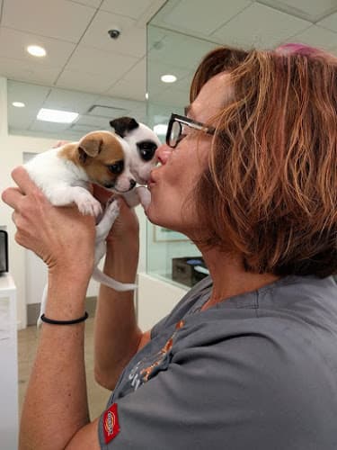 Background for Bodhi Animal Hospital, A Thrive Pet Healthcare Partner