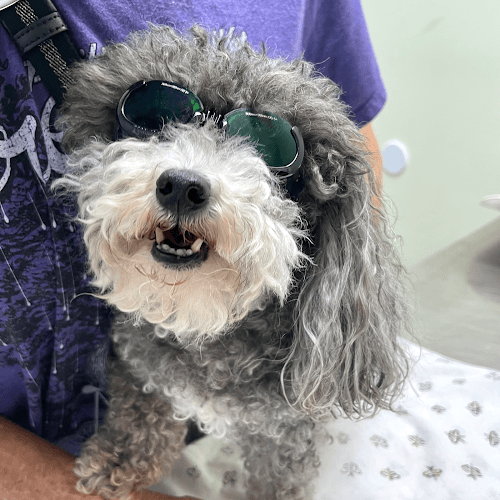 Background for Jog Lantana Animal Clinic