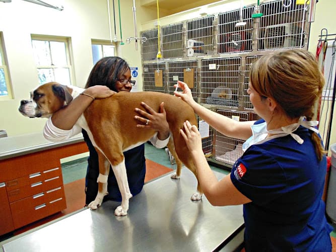 Background for Princeton Animal Hospital & Carnegie Cat Clinic