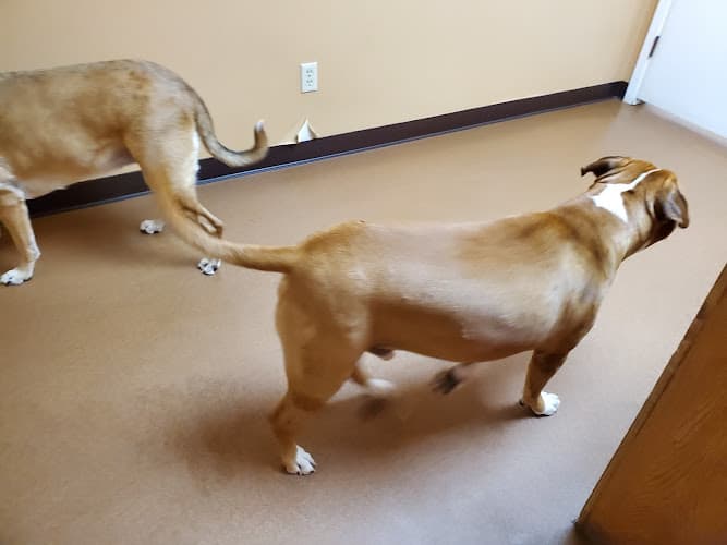 Background for Kilgore Veterinary Associates