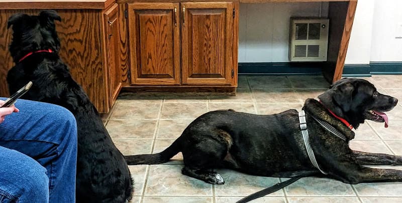 Background for Rice Veterinary Clinic